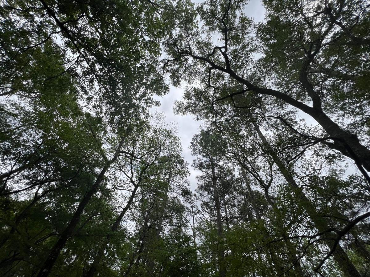 2 Bdrm Treehouse Hideout- Lake Conroe With Boat Ramp Монтгомъри Екстериор снимка